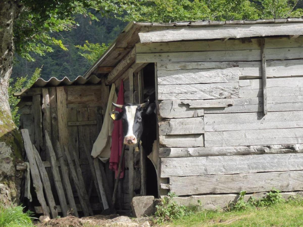 Vila Rakovic Katun - Biogradska Gora Accomodation Berane Exteriér fotografie