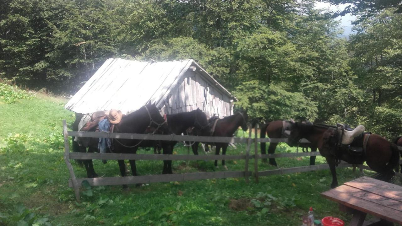 Vila Rakovic Katun - Biogradska Gora Accomodation Berane Exteriér fotografie